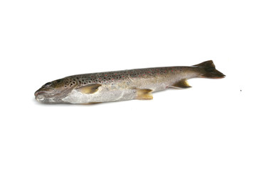 Naklejka premium Truite