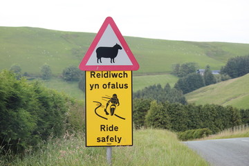 Verkehrsschild Schaf - Wales