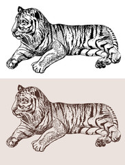 original artwork tiger, black sketch drawing animal