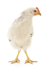 white hen