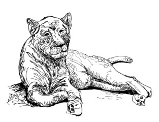 original artwork old lioness, black sketch drawing animal