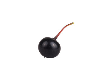 berry a bird cherry forest isolated on white background