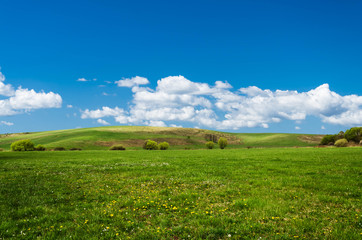 Fototapeta premium green field background