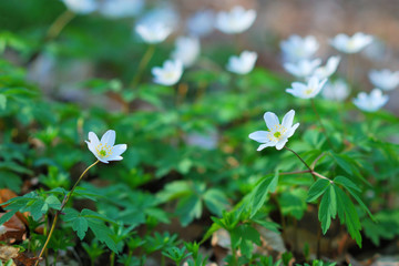 White forest wildflowers blooming in spring