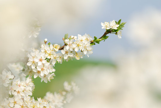 White blossoms of a blooming tree in springtime