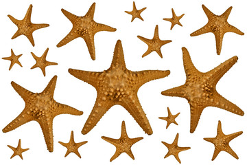 Fototapeta na wymiar A lot of starfishes isolated on white