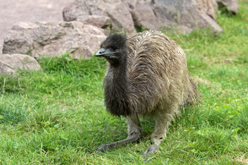 Junger Emu