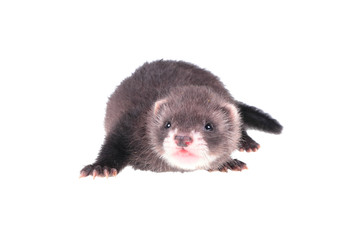 Little ferret baby