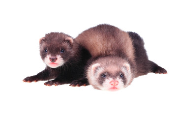 Fototapeta na wymiar Little ferret babies