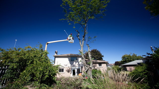 A timelapse of workmen cutting down a tree