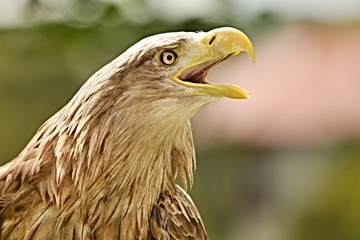 White tailed eagle,