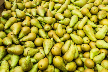 Closeup of just picked pears