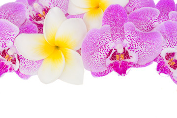 Fototapeta na wymiar botrder of tropical flowers