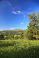 Nature. Forest mountain landscape in the summer
