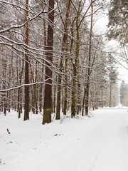 Snow alley road in winter forest.