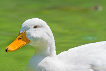 duck in the water