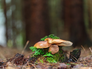 Lovely Mushroom Kingdom