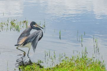 Heron Hunting in Swamp
