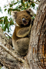 koala on eucalyptus