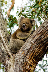koala on eucalyptus
