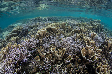 Fototapeta na wymiar Healthy Shallow Reef