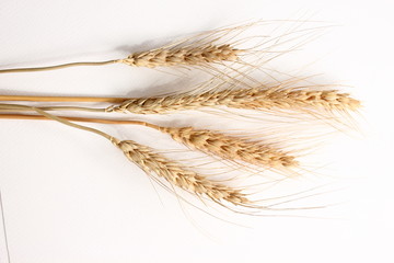 Ears of oats on a white background