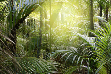 Naklejka premium Tropical jungle forest light