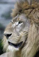 Closeup portrait of Lion