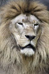 Closeup portrait of Lion