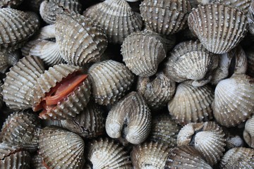 Fresh shellfish