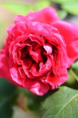 バラ　ルージュロワイヤル