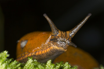 Spanish slug, arion vulgaris, front view
