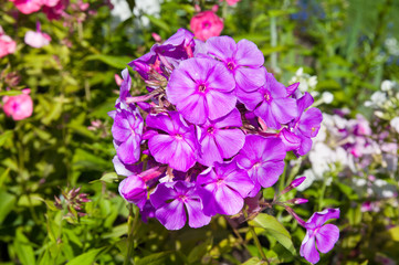 purple phlox flowers close up view in the garden