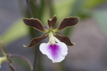 Fototapeta na wymiar Orquídea Encyclia randii