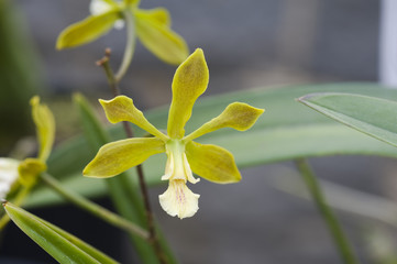 Orquídea Encyclia bicalhoi