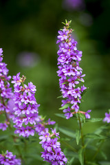 Obraz premium ミソハギ