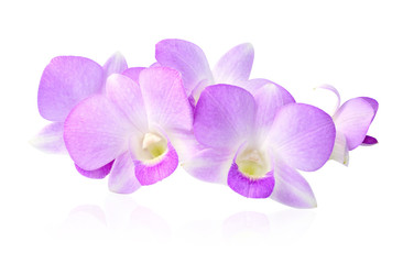 Violet orchid isolated on white background