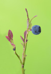Blueberrys, Vaccinium myrtillus on stem, copy space