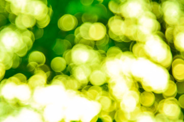 Obraz premium Green bokeh