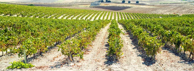 Fotobehang Panoramic vineyard © KikoStock