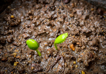 Green sprout growing from seed