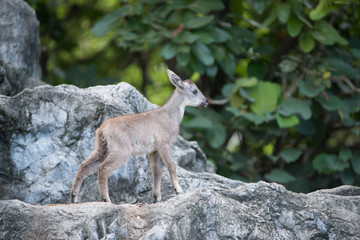 young goral standing on the rock - obrazy, fototapety, plakaty