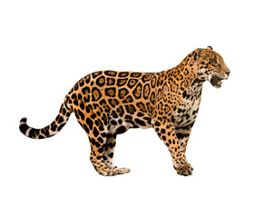 jaguar (panthera onca) geïsoleerd