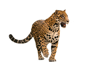 Jaguar (Panthera onca) isolé