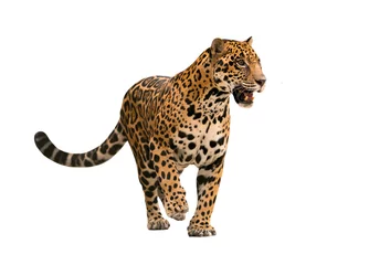 Keuken foto achterwand Luipaard jaguar (panthera onca) geïsoleerd
