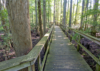 Fototapeta premium Alabama state park path leads over swamp