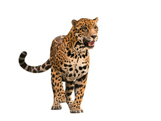 Fototapeta premium jaguar (panthera onca) na białym tle