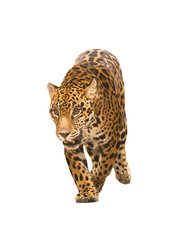 Obraz premium jaguar ( panthera onca ) isolated
