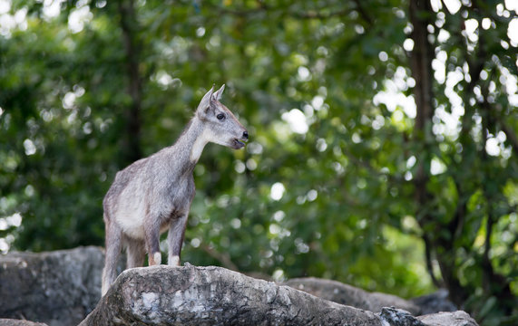 goral standing on the rock © anankkml