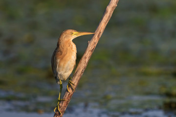 Squacco Heron (Ardeola ralloides)